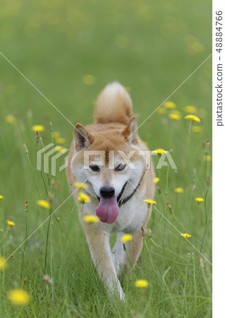Shiba Inu playing in the field Shiba Inu playing in the field 48884766