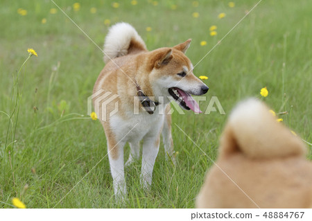 Shiba Inu在外地玩 Shiba Inu在外地玩 48884767