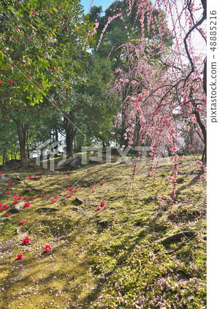 在Jonangu哭泣的李子 48885216