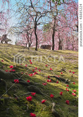 在Jonangu哭泣的李子 48885224