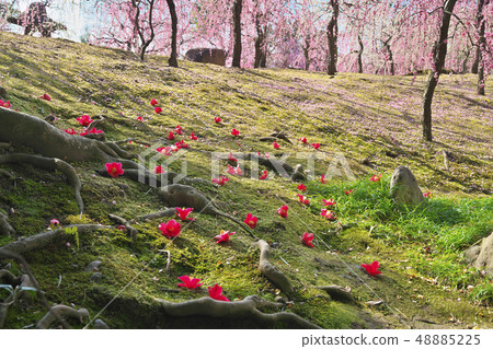 在Jonangu哭泣的李子 48885225