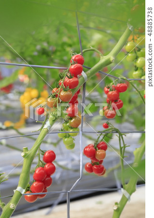 Full-toe tomato (petit tomato) Full-toe tomato (petit tomato) 48885738