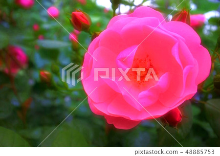 玫瑰花園 48885753