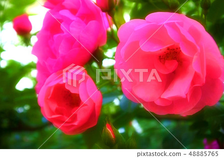 玫瑰花園 48885765