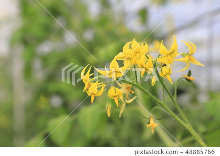 全腳趾番茄花（小番茄） 48885766