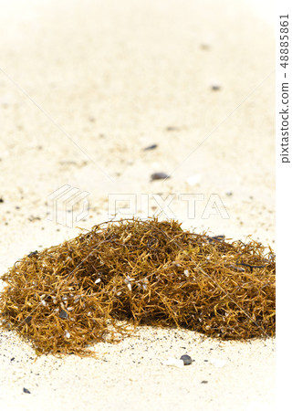 Honda straws (coastal drifting goods) Honda straws (coastal drifting goods) 48885861