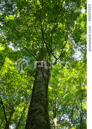 Beech forest on Lake 12 promenade 48885929