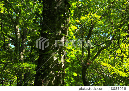Beech forest on Lake 12 promenade 48885936