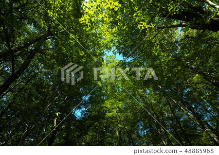 Beech forest on Lake 12 promenade 48885968