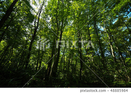 Beech forest on Lake 12 promenade Beech forest on Lake 12 promenade 48885984