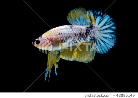 Betta fish Fight in the aquarium Betta fish Fight in the aquarium 48886149