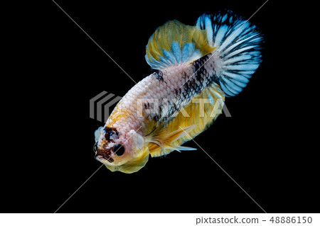 Betta fish Fight in the aquarium Betta fish Fight in the aquarium 48886150