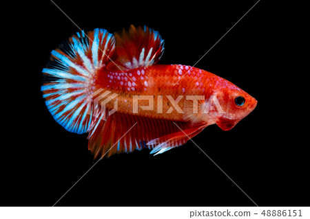 Betta fish Fight in the aquarium Betta fish Fight in the aquarium 48886151