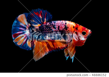 Betta fish Fight in the aquarium Betta fish Fight in the aquarium 48886152