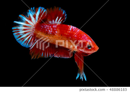Betta fish Fight in the aquarium Betta fish Fight in the aquarium 48886183