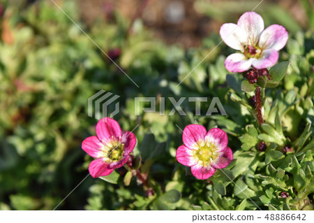 Spider Magus (inter-cloud grass) 48886642