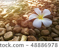 Plumeria flower on the rock background  48886978