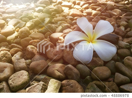 Plumeria flower on the rock background  48886978