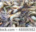 Fresh shrimps in the market 48886982