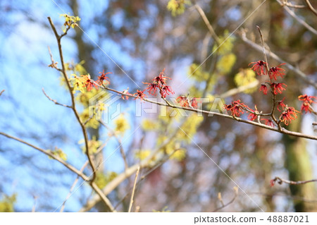 Witch hazel flower 48887021