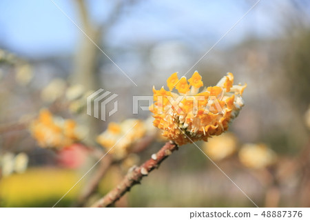 Mitumata花 48887376