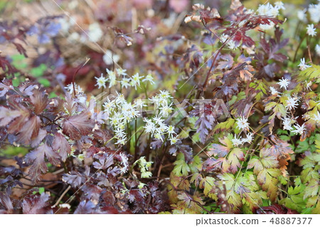 Seri bauren flowers Seri bauren flowers 48887377