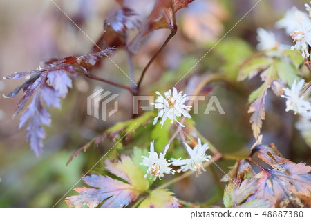 Seri bauren花 Seri bauren花 48887380