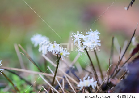 Seri bauren花 48887382