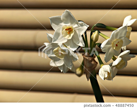 Japanese narcissus spring flower 48887450