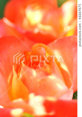 Rose flower garden 48887675