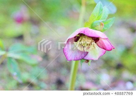 Christmas rose flowers 48887769