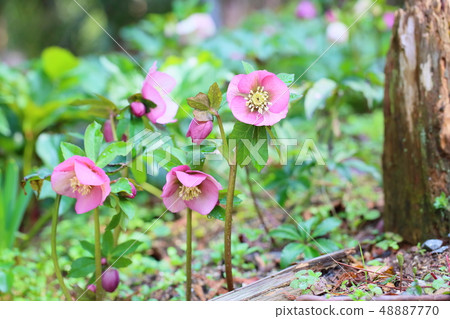 聖誕玫瑰鮮花 48887770