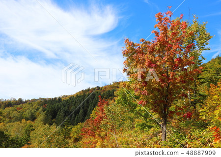 北海道小島山和Momiji 48887909