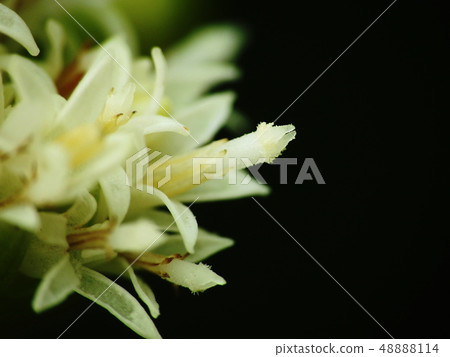 The flower of the flower stalk of a butterbur The flower of the flower stalk of a butterbur 48888114