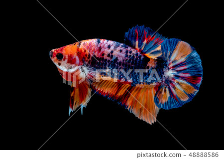 Betta fish Fight in the aquarium Betta fish Fight in the aquarium 48888586