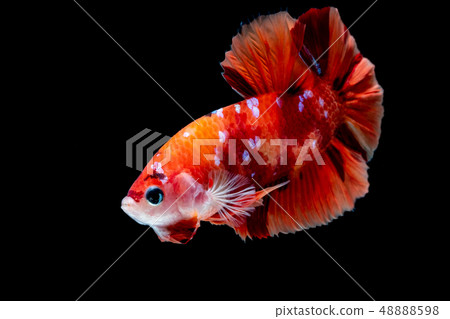 Betta fish Fight in the aquarium Betta fish Fight in the aquarium 48888598