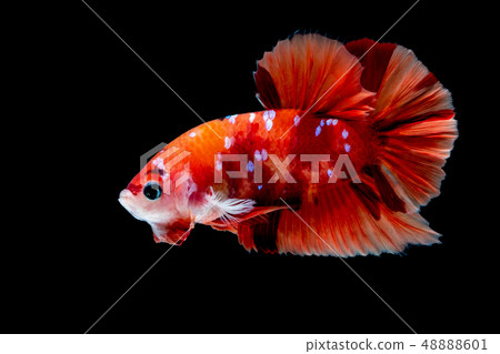 Betta fish Fight in the aquarium Betta fish Fight in the aquarium 48888601