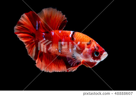 Betta fish Fight in the aquarium Betta fish Fight in the aquarium 48888607