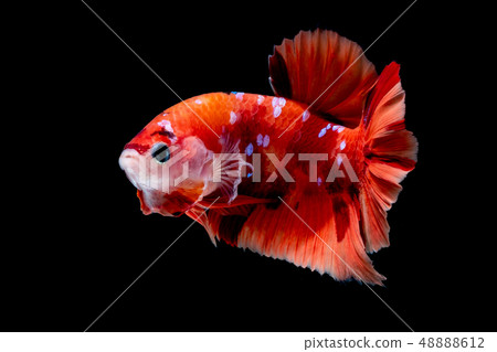 Betta fish Fight in the aquarium 48888612