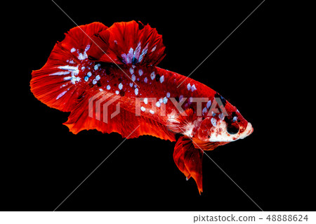 Betta fish Fight in the aquarium 48888624