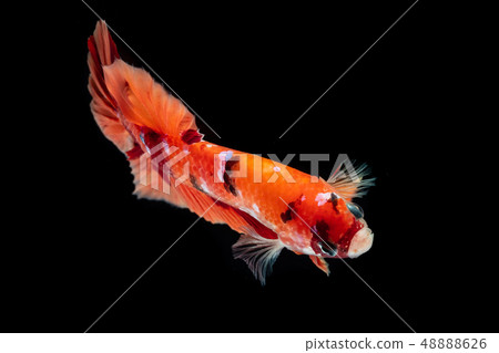 Betta fish Fight in the aquarium Betta fish Fight in the aquarium 48888626