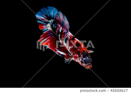 Betta fish Fight in the aquarium Betta fish Fight in the aquarium 48888627