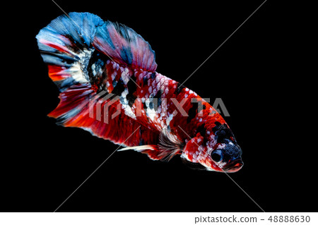 Betta fish Fight in the aquarium Betta fish Fight in the aquarium 48888630