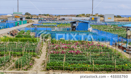 花園風景在Chikura鎮 48888760