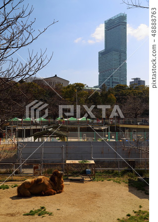 阿倍野遙和動物園[大阪市天王寺動物園] 48888763