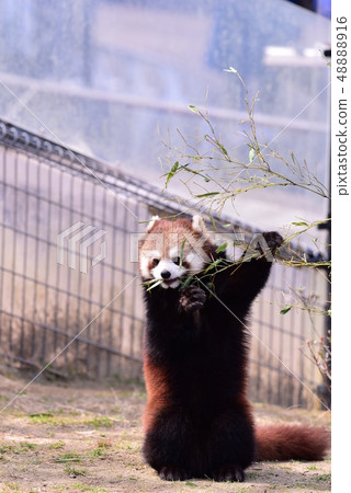 Lesser panda Lesser panda 48888916