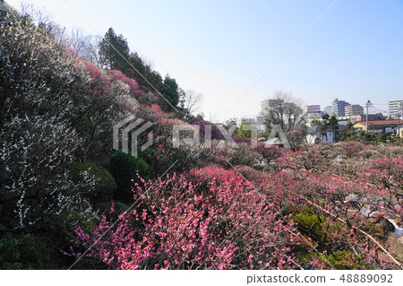 March Ikegami 45 Red Plum and White Plum/Ikegami Plum Garden 48889092