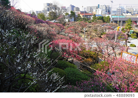 池上三月44 Koume和Hakumei，池上梅花園 48889093