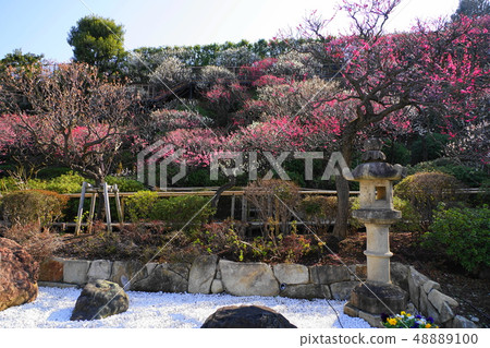 March Ikegami 37 Koume and Hakumei, Ikegami Plum Garden 48889100