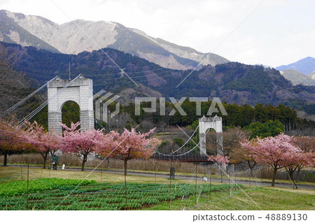 March Hino 23 Hakumokuren和Kawazu Sakura·Hino Togawa Park 48889130